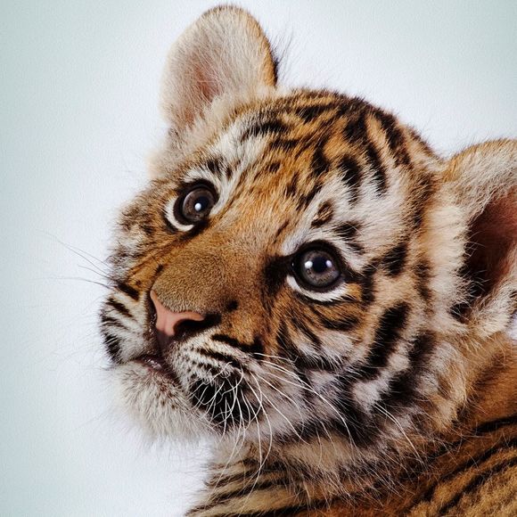 Meet your Posher, Jeanette Posh Ambassador - Picture 1 of 1